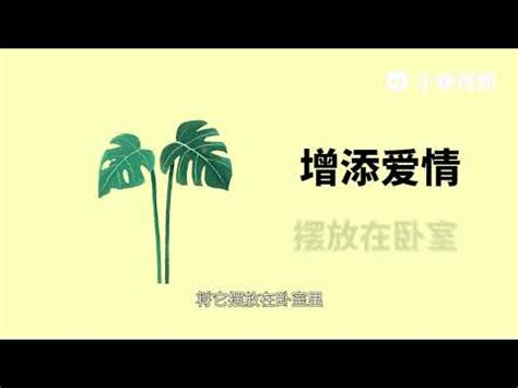 龜背芋 寓意